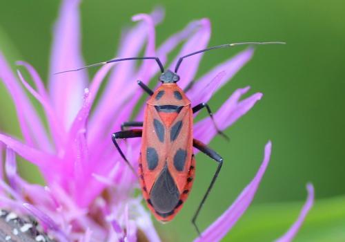 Réf. 220 829 : Calocoris nemoralis